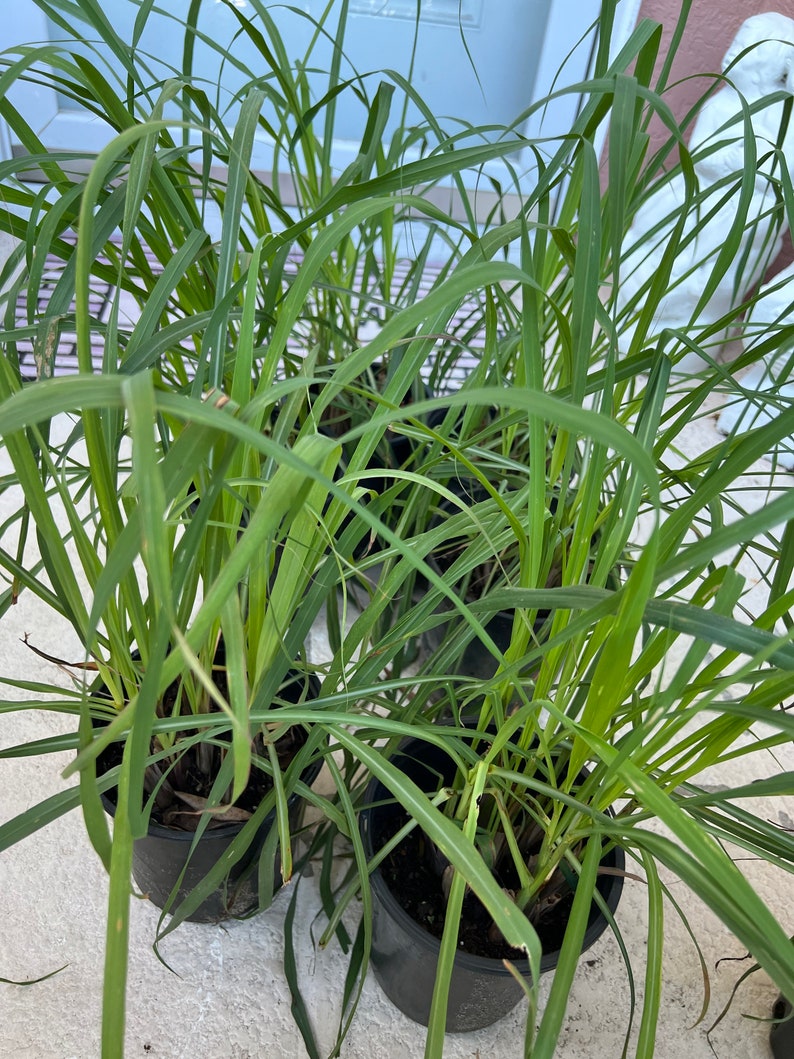 Lemongrass Plant 1 Gallon - Cymbopogon citratus - Fast-Growing Ornamental Herb for Culinary Use