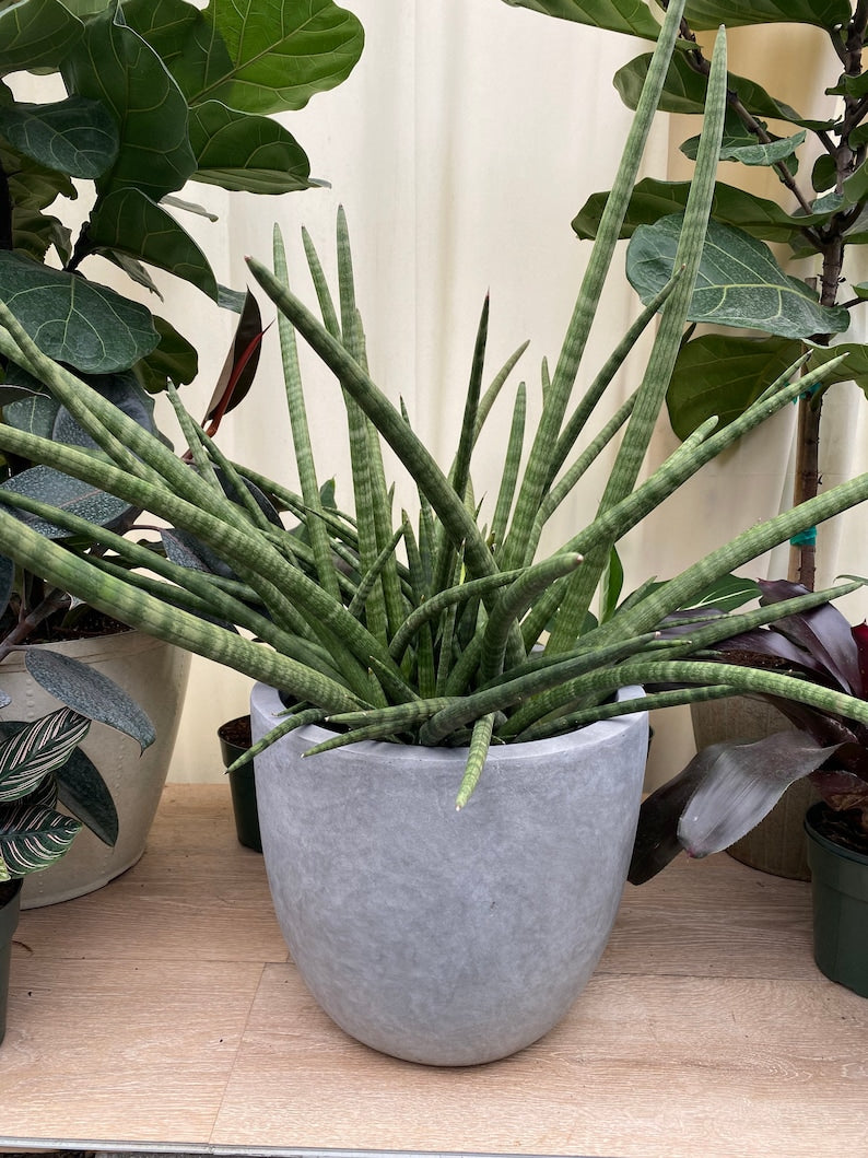 Sansevieria Fernwood Mikado Snake Plant - Sansevieria 'Mikado', Mother-in-Law's Tongue, Indoor Air Purifying Plant