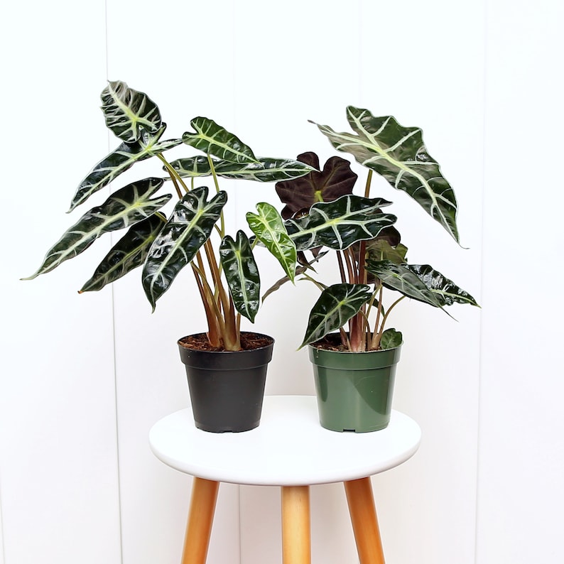 LIVE 4” Combo Pots Alocasia Polly & Bambino | Heart-Shaped Leaves | Perfect for Wedding, Christmas & Valentine's Gifts