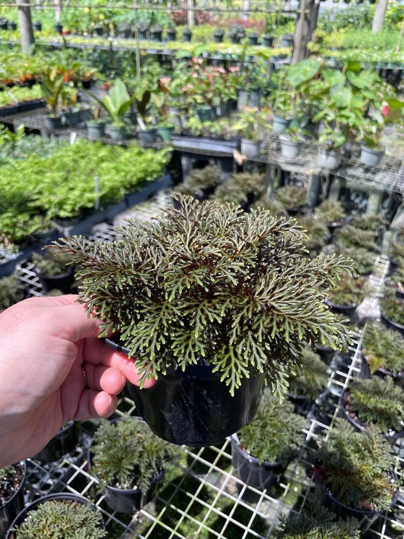 Live Ruby Red Moss Fern - Selaginella erythropus sanguinea - Outdoor Grown Plant - Minor Blemishes Possible