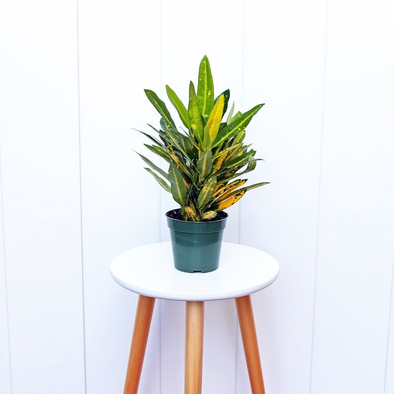 LIVE 4” Pot Croton Sunny Star, Variegated Tropical Houseplant, Codiaeum Variegatum, Indoor Decor, Gift for Grandma, Sympathy, Anniversary