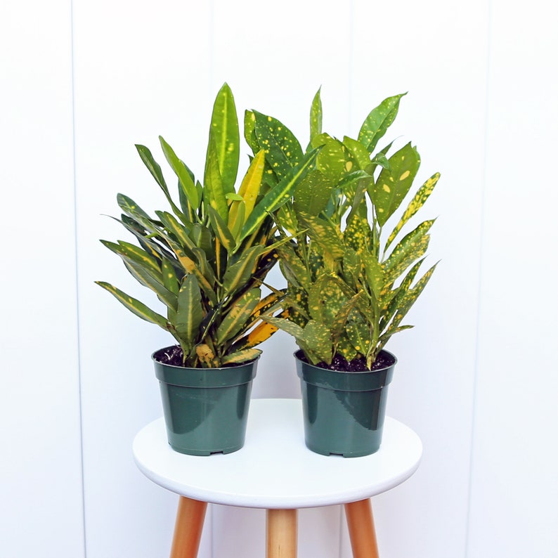 LIVE 4” Croton Combo - Gold Dust & Sunny Star - Codiaeum Variegatum - Colorful Evergreen Houseplants for Gifts