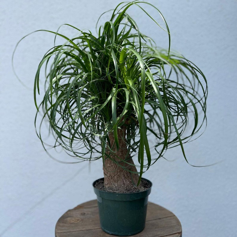 Ponytail Palm Tree 6 Inch Pot - Rare Bottle Palm, Beaucarnea Recurvata, Pet Friendly Bonsai Houseplant, Unique Home Decoration
