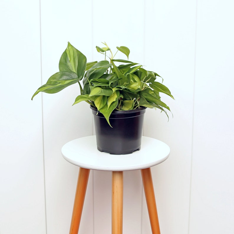LIVE 6” Brazilian Philodendron, Heart-Shaped Variegated Leaves, Philodendron Scandens Brazil, Perfect Housewarming Gift