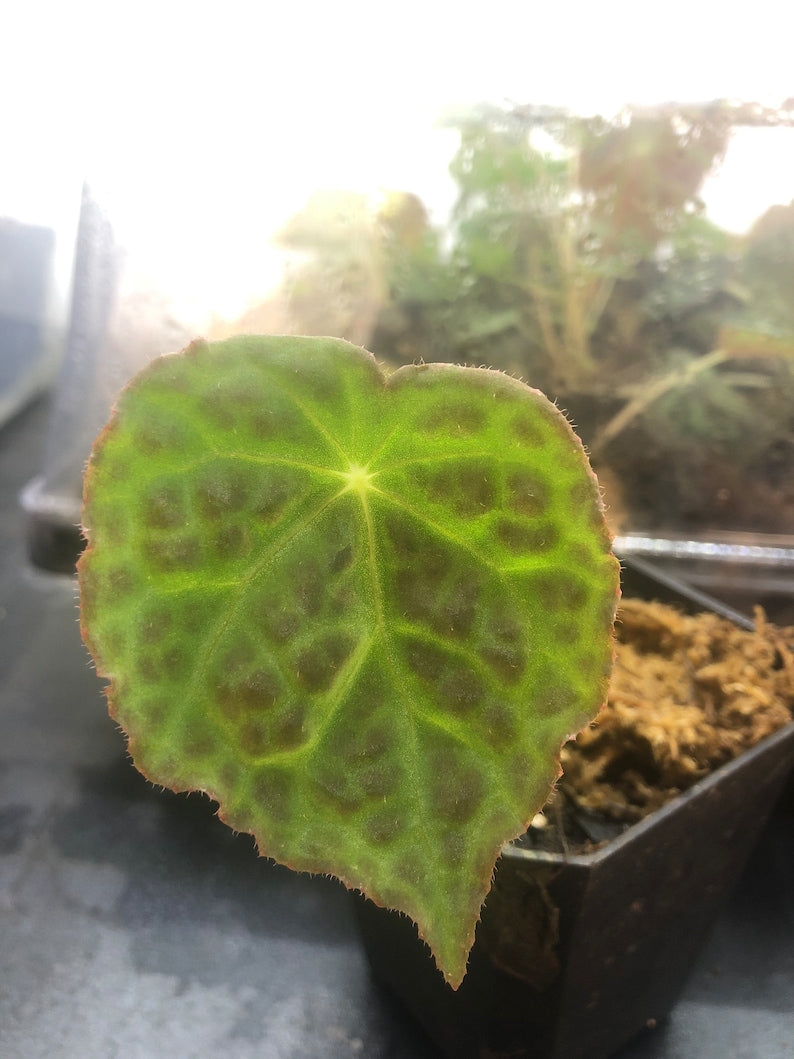 Begonia Geogoensis Live Plant in 3" Pot - Light Green Veins & Burgundy Background - Ideal Indoor/Outdoor Foliage Plant