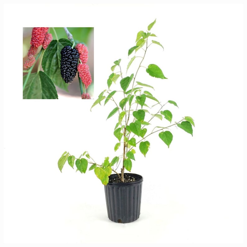 Dwarf Ever-Bearing Mulberry Bush 6-Inch Pot - Morus nigra - Container Gardening, Fruit Bearing, Easy Care
