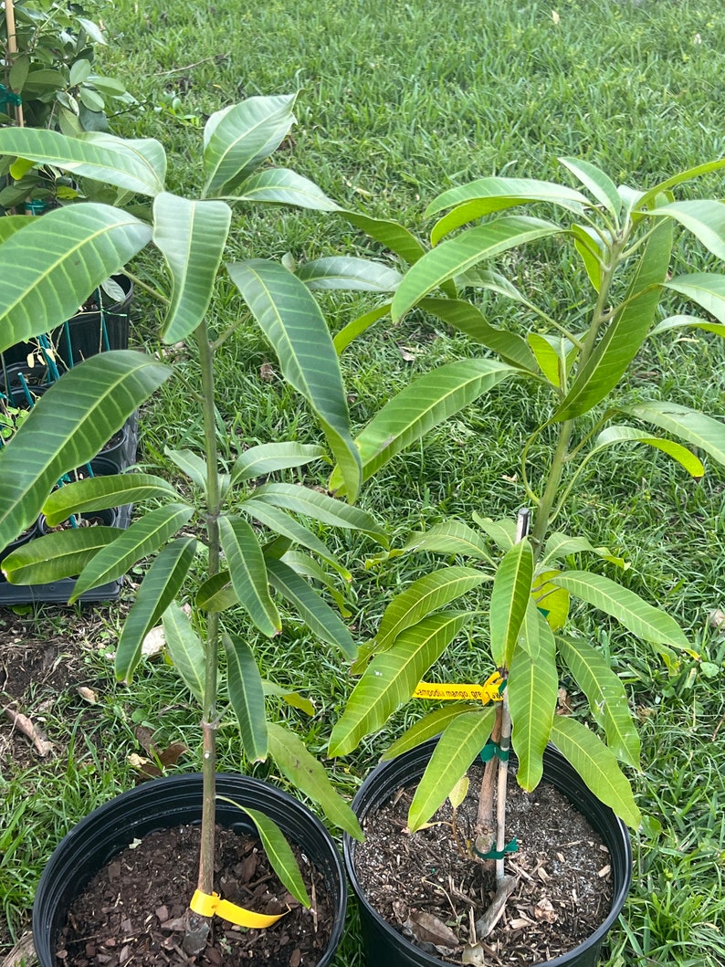 Mango Tree 3ft Green Sweet Mango Long Thin Seed Variety Mangifera indica - Potted Plant, No Shipping to CA