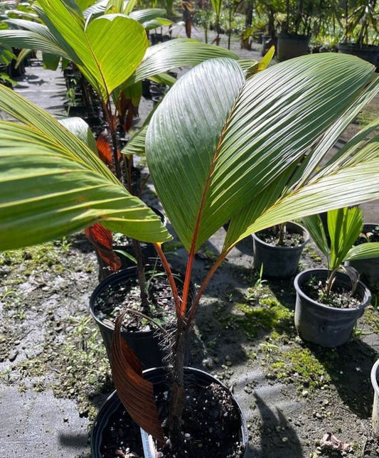 Verschaffeltia splendida Stilt Palm - 7 Gallon Pot - Outdoor Tropical Plant - Hardy and Pest Inspected - Ideal for Landscaping