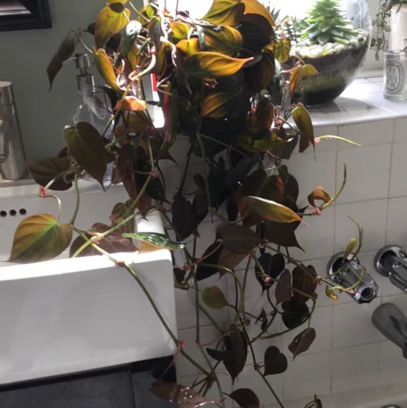Philodendron Micans Hanging Basket - Live Tropical Plant - Heart-Shaped Satin Velvet Leaves - Philodendron Micans