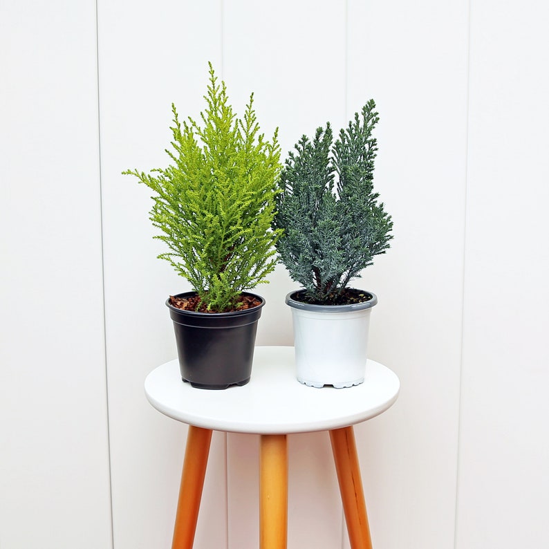 Goldcrest Lemon Cypress & Italian Cypress Combo - Live Christmas Plants in 4" Pots - Cupressus Macrocarpa, Cupressus Sempervirens