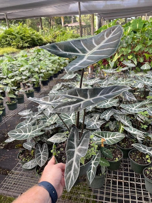 Alocasia Ebony Live Plant - Elephant Ear - Exotic Indoor Plant - Alocasia Reginula
