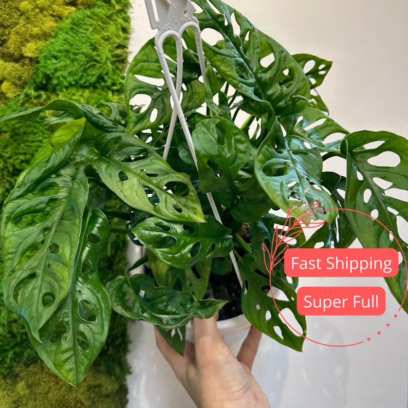Monstera Adansonii Plant | 4" or 6" Swiss Cheese Plant | Rare Indoor Houseplant | Beginner Friendly | Monstera Swiss Cheese
