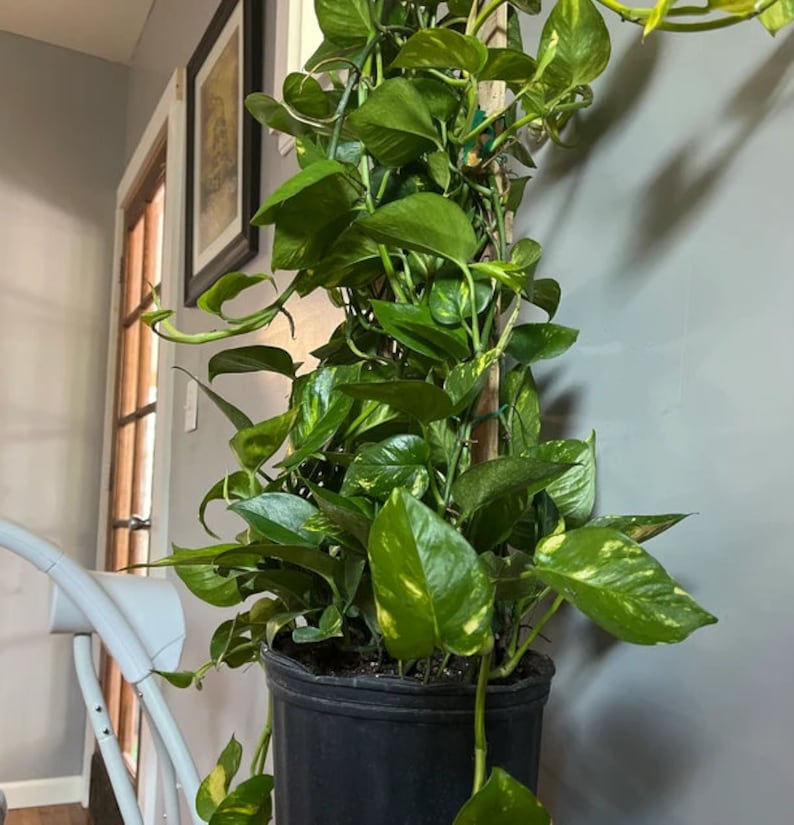 Golden Pothos Plant on Trellis, Variegated Green & Gold, Epipremnum Aureum, Indoor/Outdoor Air Purifying Tropical Vining Plant