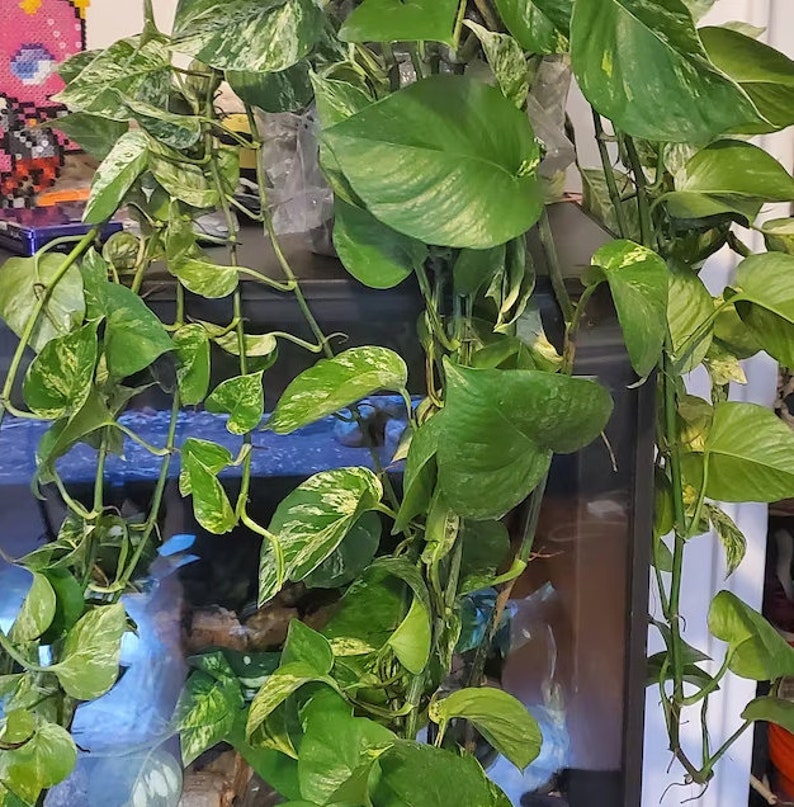 Pothos Plant in Hanging Basket, Marble Queen Variety, Live Indoor Air Purifier, Epipremnum aureum