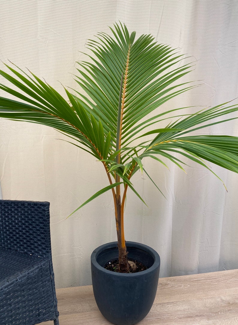 Coconut Palm Tree Red Spicata Live Plant - Unique Orange Trunk, Hardy Tropical Palm (Cocos nucifera)