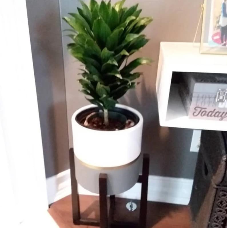 Dracaena Janet Craig Compacta 6in Live Indoor Air Purifier Plant - Low Maintenance Green Houseplant, Dracaena fragrans