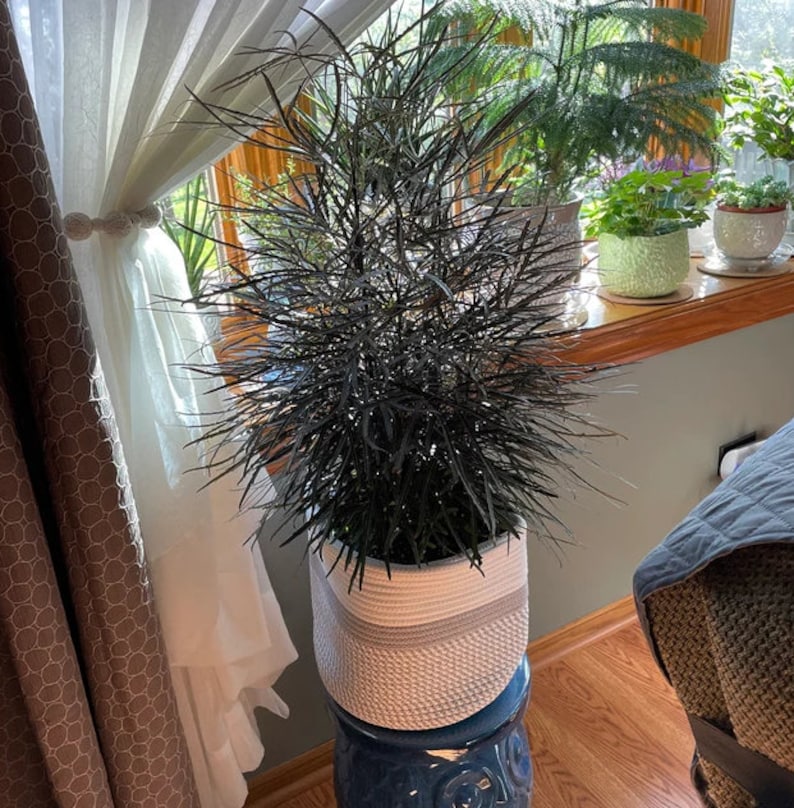 False Aralia Plant - Schefflera Elegantissima - Stylish Green Indoor Foliage - Low Maintenance Houseplant for Home Decor
