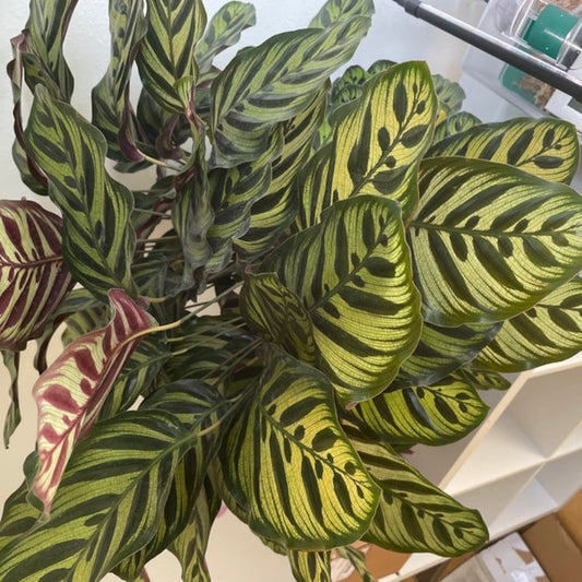 Calathea Makoyana Live Plant, Pet-Friendly Prayer Plant, Low Light Indoor Houseplant, Calathea Makoyama, Easy Care