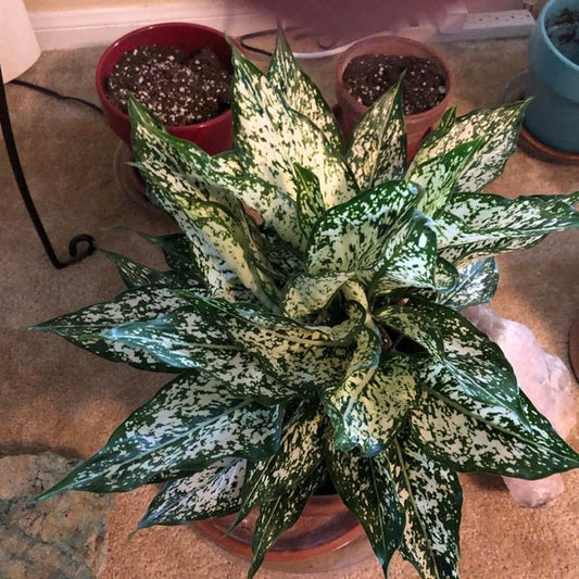 Aglaonema White Dalmation Plant | Indoor Houseplant | Chinese Evergreen | Aglaonema Golden White Dalmation | Easy Care Air Purifier