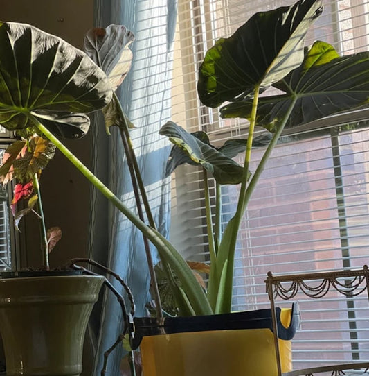 Alocasia Regal Shields Plant | Live Indoor Elephant Ear | Tropical Air Purifier | Alocasia Amazonica