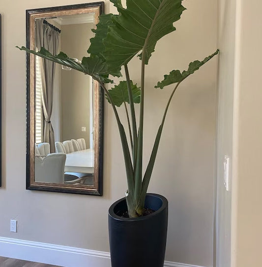 Alocasia Portora Plant - Live Elephant Ear, Tropical Foliage, Deep Green Leaves, Alocasia Portidora