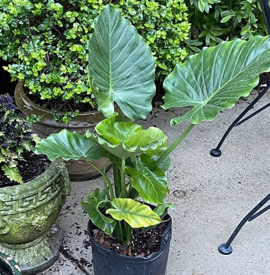 Alocasia California Odora Plant - Elephant Ears - Tropical Indoor/Outdoor Foliage - Alocasia Odora California