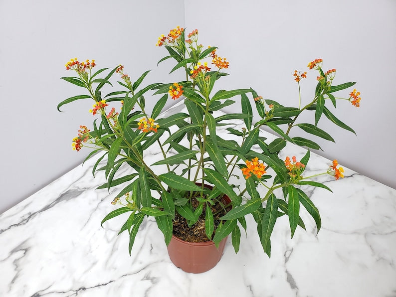 Orange Milkweed Plant - 3 Gallon - Attracts Monarch Butterflies - Asclepias tuberosa - Tropical Plants of Florida