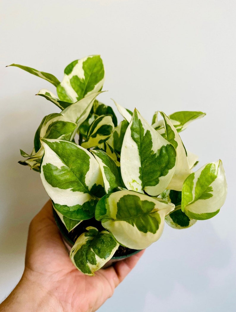 Pothos N’Joy Plant - Variegated Devil's Ivy - Epipremnum aureum 'Njoy' - Multiple Sizes - Low Maintenance Houseplant