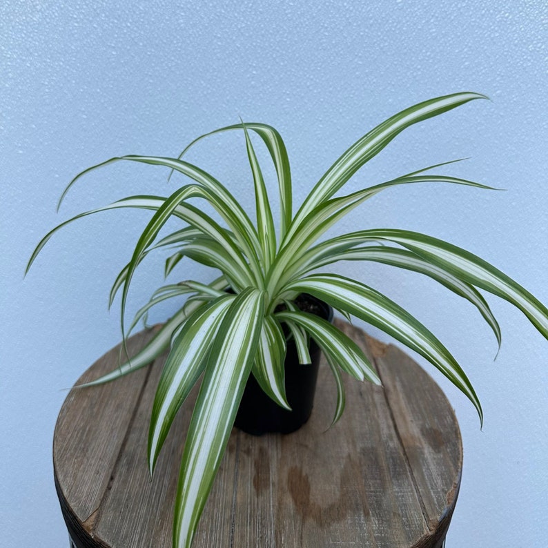 LIVE 4 Inch Spider Plant - Variegated Chlorophytum, Air Purifying Houseplant, Indoor Decoration, Best Selling Gift Plant