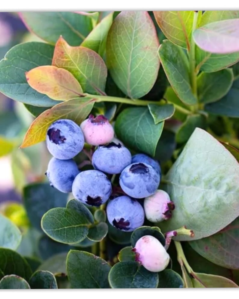 Emerald Blueberry Fruit Tree 2ft with Flowers and Fruit - Vaccinium corymbosum
