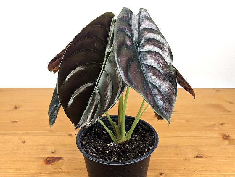 Alocasia Cuprea Red Secret 4 Inch Pot Live Houseplant - Exotic Tropical Plant (Alocasia cuprea) - Free Hoya Krimson Queen Offer