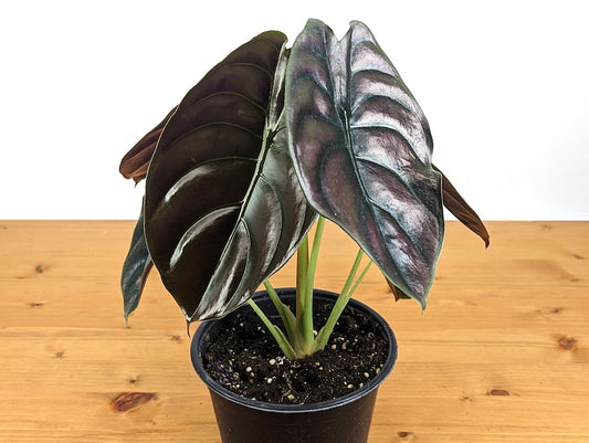 Alocasia Cuprea Red Secret 4 Inch Pot Live Houseplant - Exotic Tropical Plant (Alocasia cuprea) - Free Hoya Krimson Queen Offer