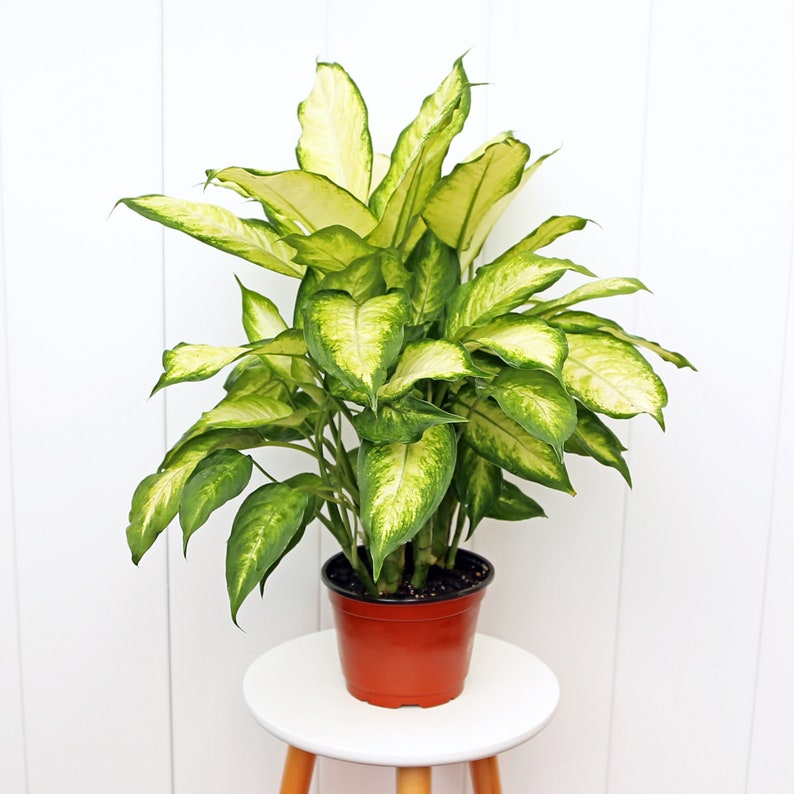 Live 6” Pot Dieffenbachia Plant, Variegated Dumb Cane, Eco-Friendly Houseplant, Dieffenbachia spp. for Home or Office Decor
