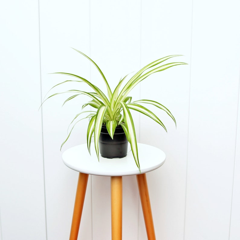 LIVE 4" Spider Plant - Variegated Houseplant, Chlorophytum comosum, Indoor Potted Plant, Perfect Gift for Plant Lovers