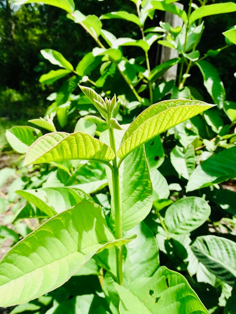 Live Guava Tree - Tropical Fruit Plant - Pink, Yellow, White, Red Varieties - Psidium guajava - Easy to Grow for Home Orchard