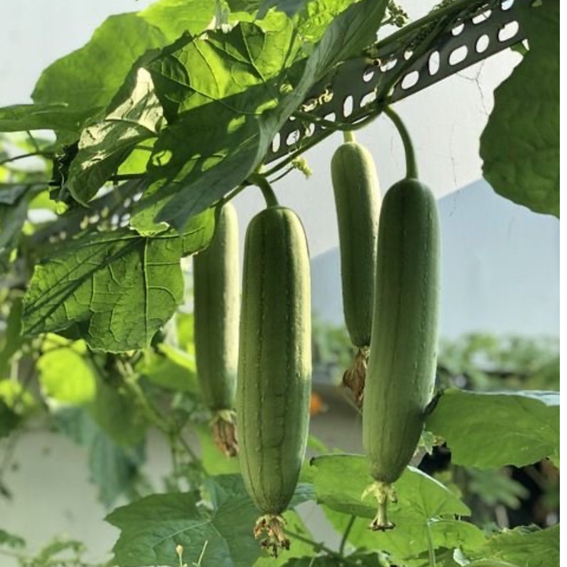 Luffa Seeds - 30+ Seeds Smooth Patola Sponge Gourd (Luffa aegyptiaca) - Grow Your Own Edible Vegetable