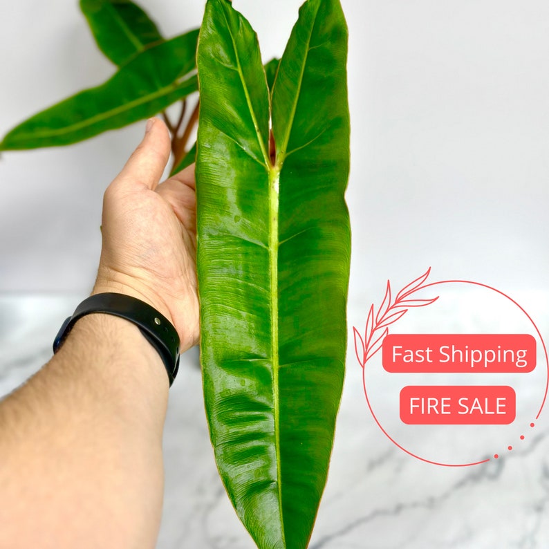 Rare Philodendron Billietiae Plant | Fully Rooted 3" Pot | Philo Billie | Indoor Houseplant | Unique Foliage
