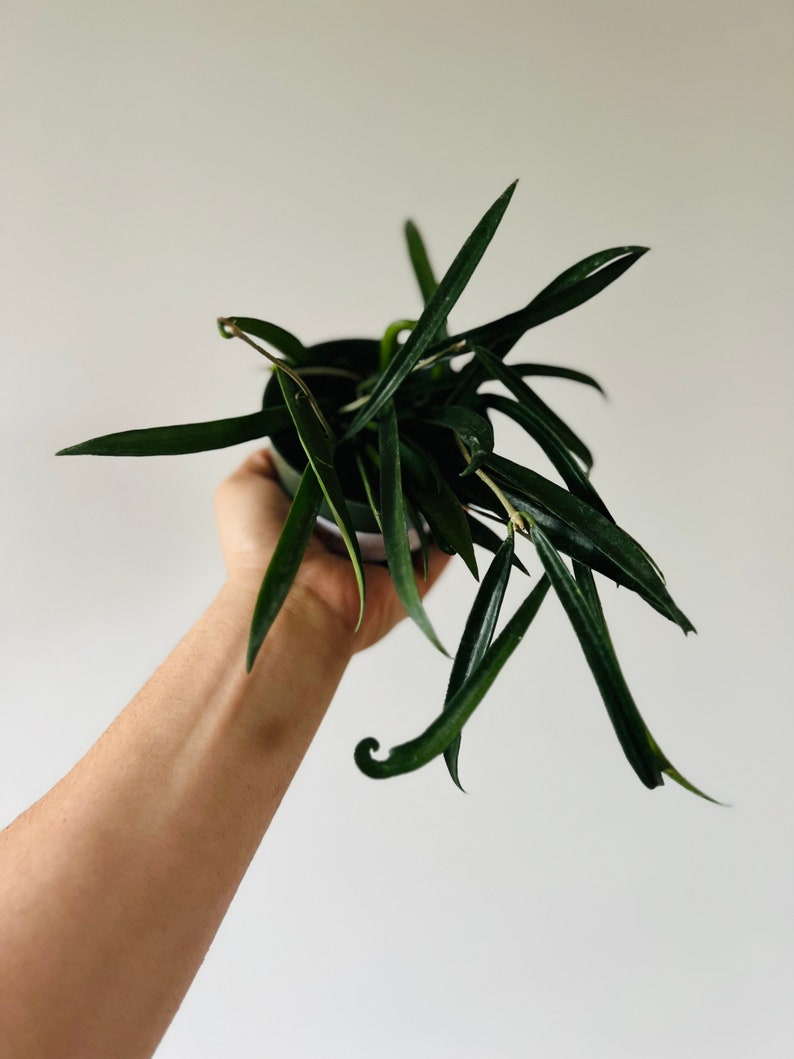 Hoya Shepardii Wax Plant - Live 4" Pot - Unique Stick-like Foliage - Easy Care Houseplant - Hoya Species