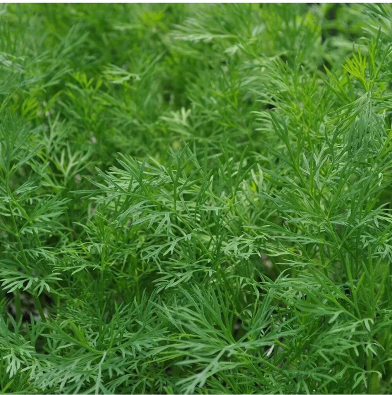 Dukat Dill Seeds - 100 Count Heirloom NON-GMO - Leafy Foliage, Anethum graveolens