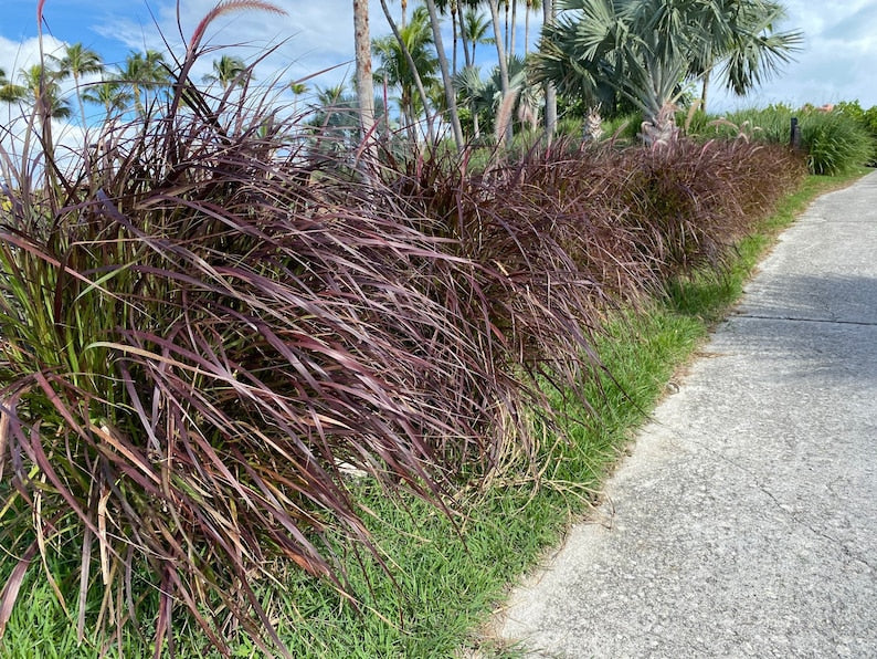 Red Fountain Grass Plant - Burgundy Blooms - Pennisetum Setaceum Rubrum - Fast-Growing Perennial Grass for Landscapes