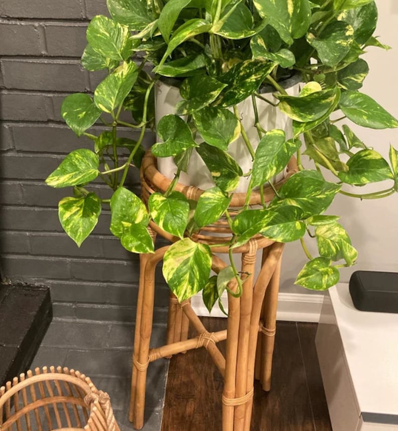 Golden Pothos Hanging Basket - Variegated Indoor Plant, Epipremnum Aureum - Air-Purifying Tropical Houseplant