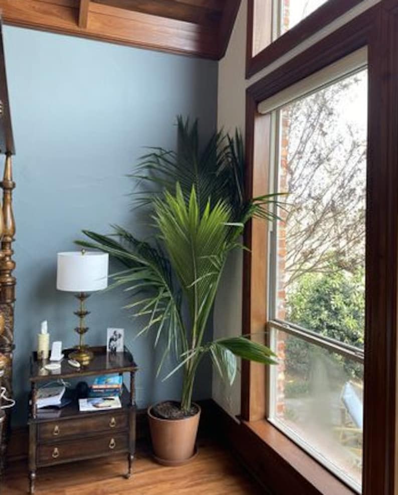 Coconut Palm Plant, Live Tropical Indoor Palm, Green Malayan, Cocos Nucifera - Hardy Ornamental Houseplant for Easy Care