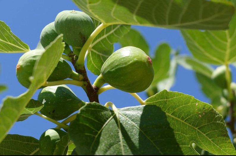 Dwarf Fig Live Plant - Fignomenal Variety - Non-GMO, Pesticide-Free - Perfect for Containers - Ficus carica