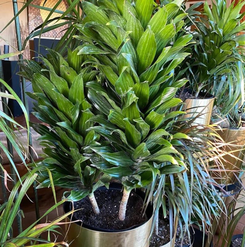 Dracaena Janet Craig Compacta Plant - Indoor Air-Purifying Houseplant - Dracaena deremensis - Easy Care Green Foliage