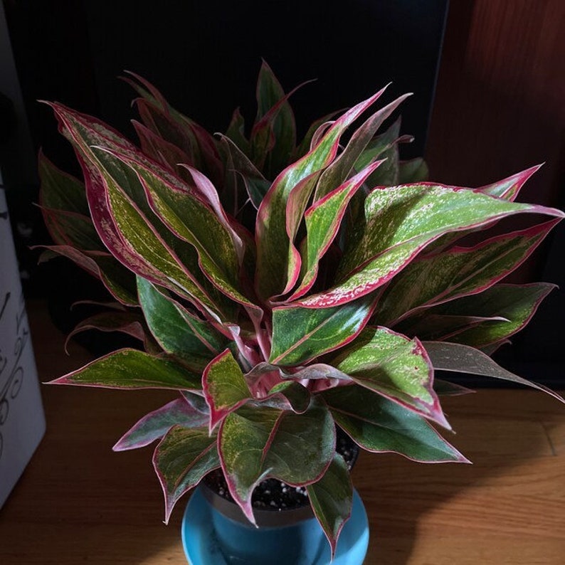Aglaonema Siam Red Aurora Plant - Colorful Chinese Evergreen Houseplant - Air Purifying Indoor Plant - Aglaonema Siam Red Aurora