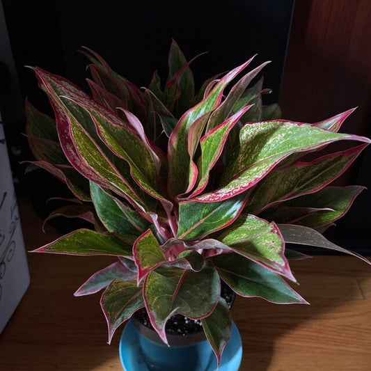 Aglaonema Siam Red Aurora Plant - Colorful Chinese Evergreen Houseplant - Air Purifying Indoor Plant - Aglaonema Siam Red Aurora