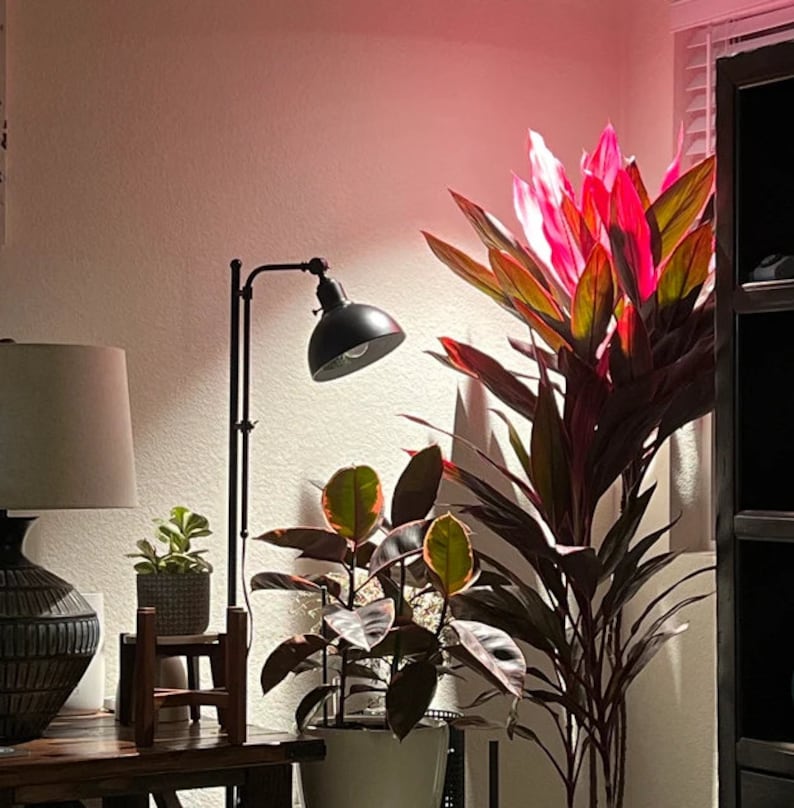 Cordyline Red Sister Plant - Terminalis Ti - Pink & Burgundy Foliage - Indoor/Outdoor Tropical Houseplant