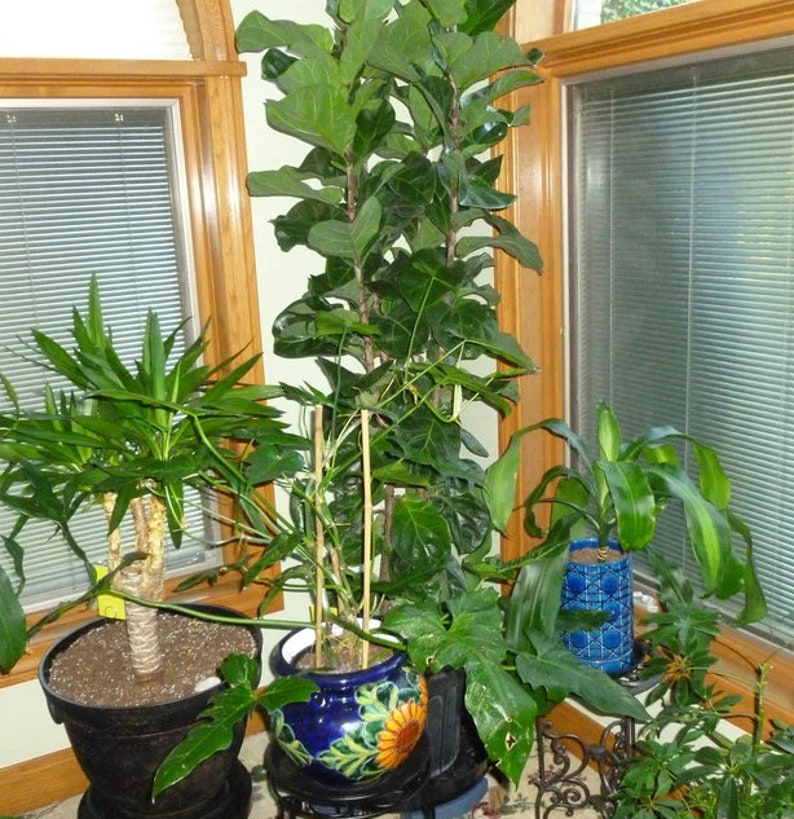 Ficus Bambino Bush Form Plant - Fiddle Leaf Fig Tree, Ficus lyrata, Indoor Houseplant in Various Sizes