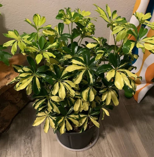 Umbrella Tree Live Plant - Trinette Variety, Schefflera Arbaricola, Decorative Indoor Tropical Plant with Yellow Green Leaves