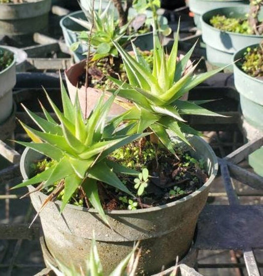 Bromeliad Plant - Deutorocohnia lorentziana - Live Outdoor Plant - Tropical Houseplant for Home Decor
